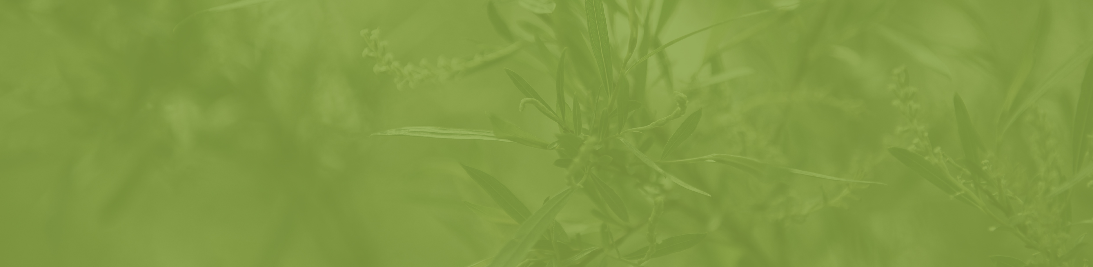 fontimagevertviedequartier BoisFranc