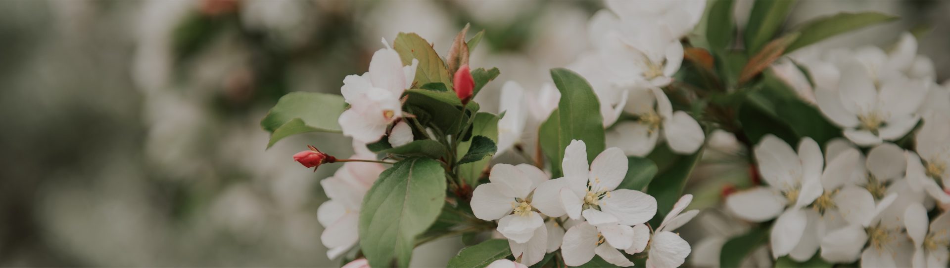 headerespacevert BoisFranc